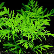 「水蘭」的圖片搜尋結果