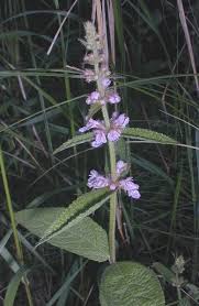 Attēlu rezultāti vaicājumam “Stachys palustris flower”