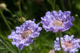 Image result for Scabiosa canescens