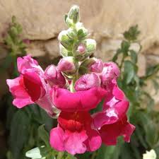 Attēlu rezultāti vaicājumam “Antirrhinum majus”