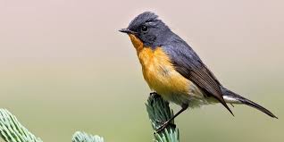 Attēlu rezultāti vaicājumam “Muscicapidae”