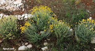 Attēlu rezultāti vaicājumam “Helichrysum arenarium flower”