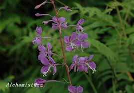 Image result for Epilobium angustifolium