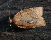 Attēlu rezultāti vaicājumam “Pandemis cerasana”