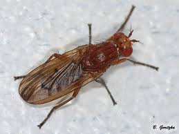 Attēlu rezultāti vaicājumam “Sciomyzidae”