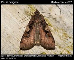 Attēlu rezultāti vaicājumam “Xestia c-nigrum”