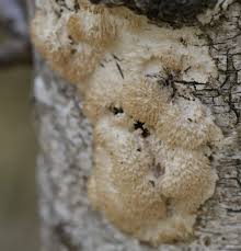 Attēlu rezultāti vaicājumam “Hyphodontia barba-jovis”