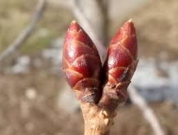 Attēlu rezultāti vaicājumam “Anthyllis maritima bud”