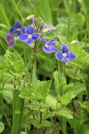 Attēlu rezultāti vaicājumam “Veronica chamaedrys”