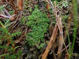 Attēlu rezultāti vaicājumam “Lophozia laxa”