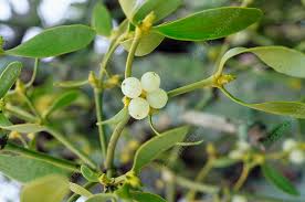 Attēlu rezultāti vaicājumam “Viscum album leaf”