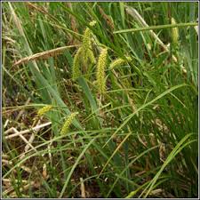 Attēlu rezultāti vaicājumam “Carex vesicaria”