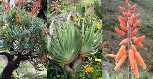 Attēlu rezultāti vaicājumam “Xanthorrhoeaceae”