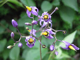 Attēlu rezultāti vaicājumam “Solanum dulcamara flower”