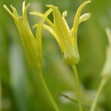 Attēlu rezultāti vaicājumam “Gagea lutea bud”