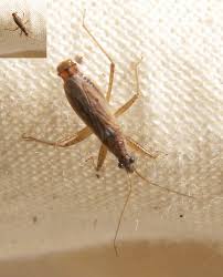 Attēlu rezultāti vaicājumam “Nabidae”