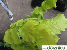 Attēlu rezultāti vaicājumam “Ulmus minor f. suberosa”