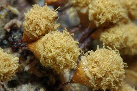 Attēlu rezultāti vaicājumam “Didymium difforme macro”