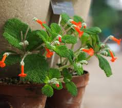 Image result for Sinningia