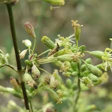 Attēlu rezultāti vaicājumam “Silene otites”
