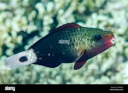 Image result for Chlorurus sordidus