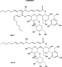 Attēlu rezultāti vaicājumam “Didymium annulisporum young”