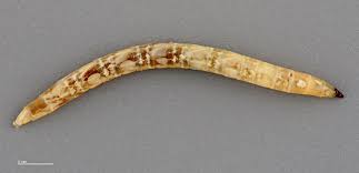 Attēlu rezultāti vaicājumam “Therevidae larva”