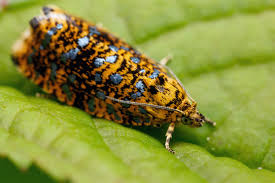 Attēlu rezultāti vaicājumam “Celypha siderana”