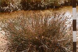 Attēlu rezultāti vaicājumam “Juncus articulatus”