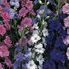 Image result for Consolida ajacis oder Consolida regalis