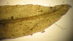 Attēlu rezultāti vaicājumam “Dichodontium pellucidum”