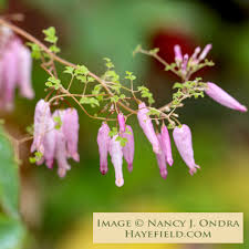 Image result for Adlumia cirrhosa