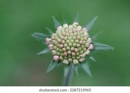 Attēlu rezultāti vaicājumam “Knautia arvensis bud”