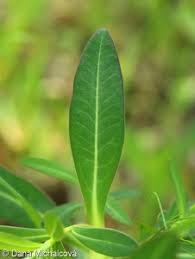 Attēlu rezultāti vaicājumam “Euphorbia palustris leaf”
