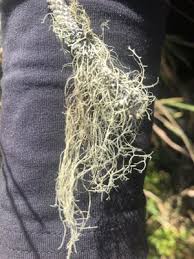 Attēlu rezultāti vaicājumam “Ramalina thrausta”