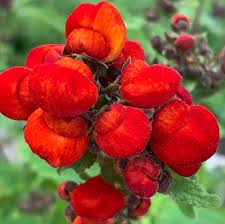 Image result for Calceolaria integrifolia