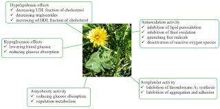 Attēlu rezultāti vaicājumam “Taraxacum officinale aggr. fruit”