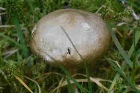 Attēlu rezultāti vaicājumam “Entoloma vernum”