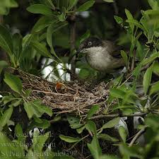 Image result for Sylvia hortensis