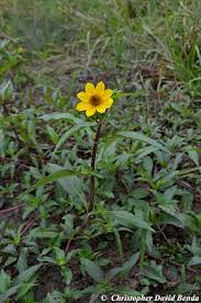 Attēlu rezultāti vaicājumam “Bidens cernua flower”