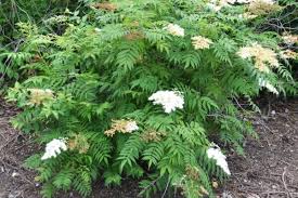 Attēlu rezultāti vaicājumam “Sorbaria sorbifolia flower”