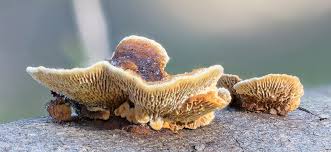 Attēlu rezultāti vaicājumam “Gloeophyllum abietinum”