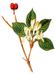 Attēlu rezultāti vaicājumam “Lonicera xylosteum bud”