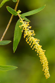 Attēlu rezultāti vaicājumam “Salix x doniana flower”