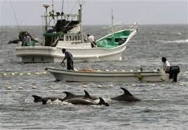 Image result for japan dolphin slaughter