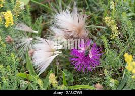 Attēlu rezultāti vaicājumam “Cirsium acaule fruit”