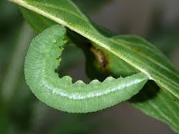 Attēlu rezultāti vaicājumam “Gonepteryx rhamni”