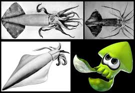 Image result for Dosidicus gigas