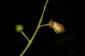 Attēlu rezultāti vaicājumam “Taphrina padi”