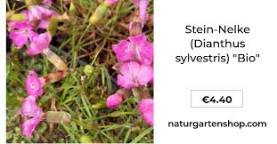 Image result for Steinnelke